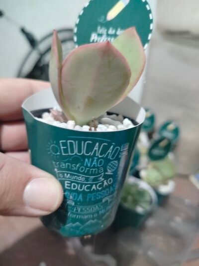 Lembrancinha personalizada com suculentas - Imagem 13