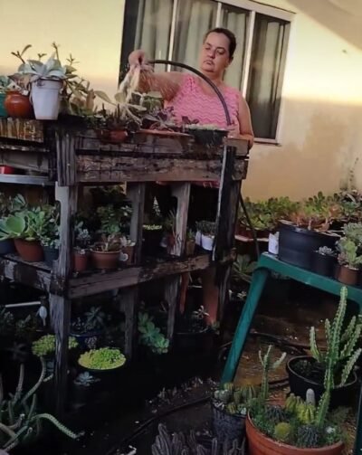 Guia de cultivo de suculentas com 150 suculentas identificadas